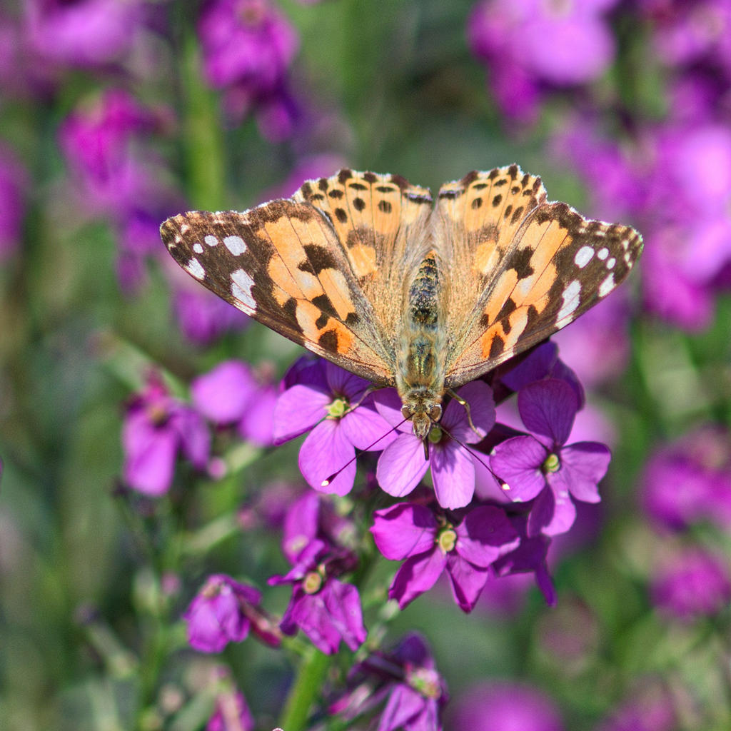 Butterfly-1.jpg