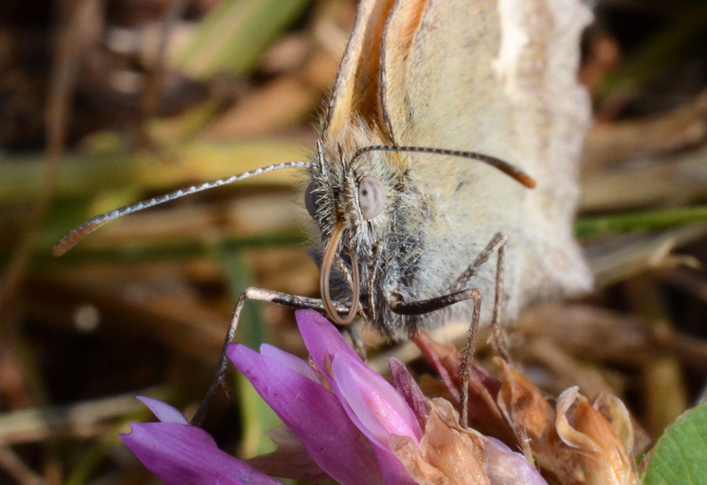 Butterfly 1.jpg