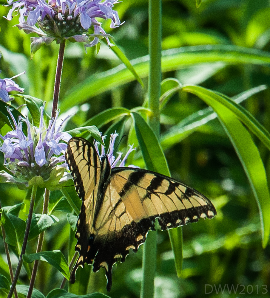 Butterfly (1 of 1).jpg