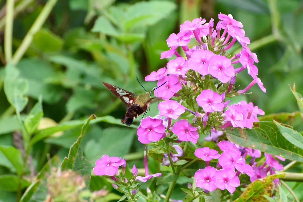 Butterfly--2.jpg