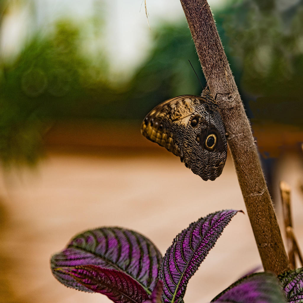 Butterfly-2.jpg