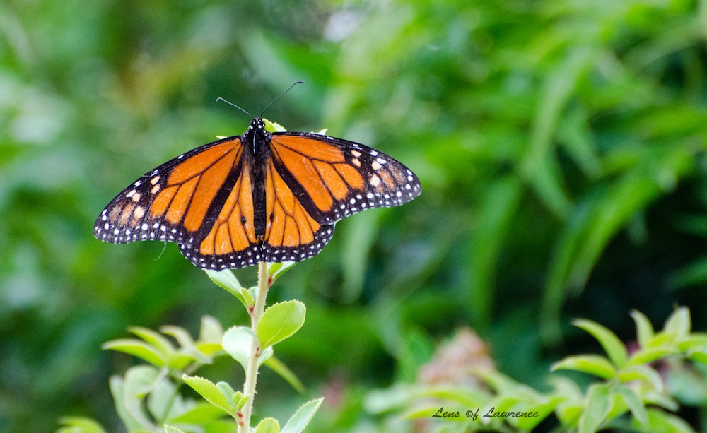 Butterfly 2 LOL.jpg