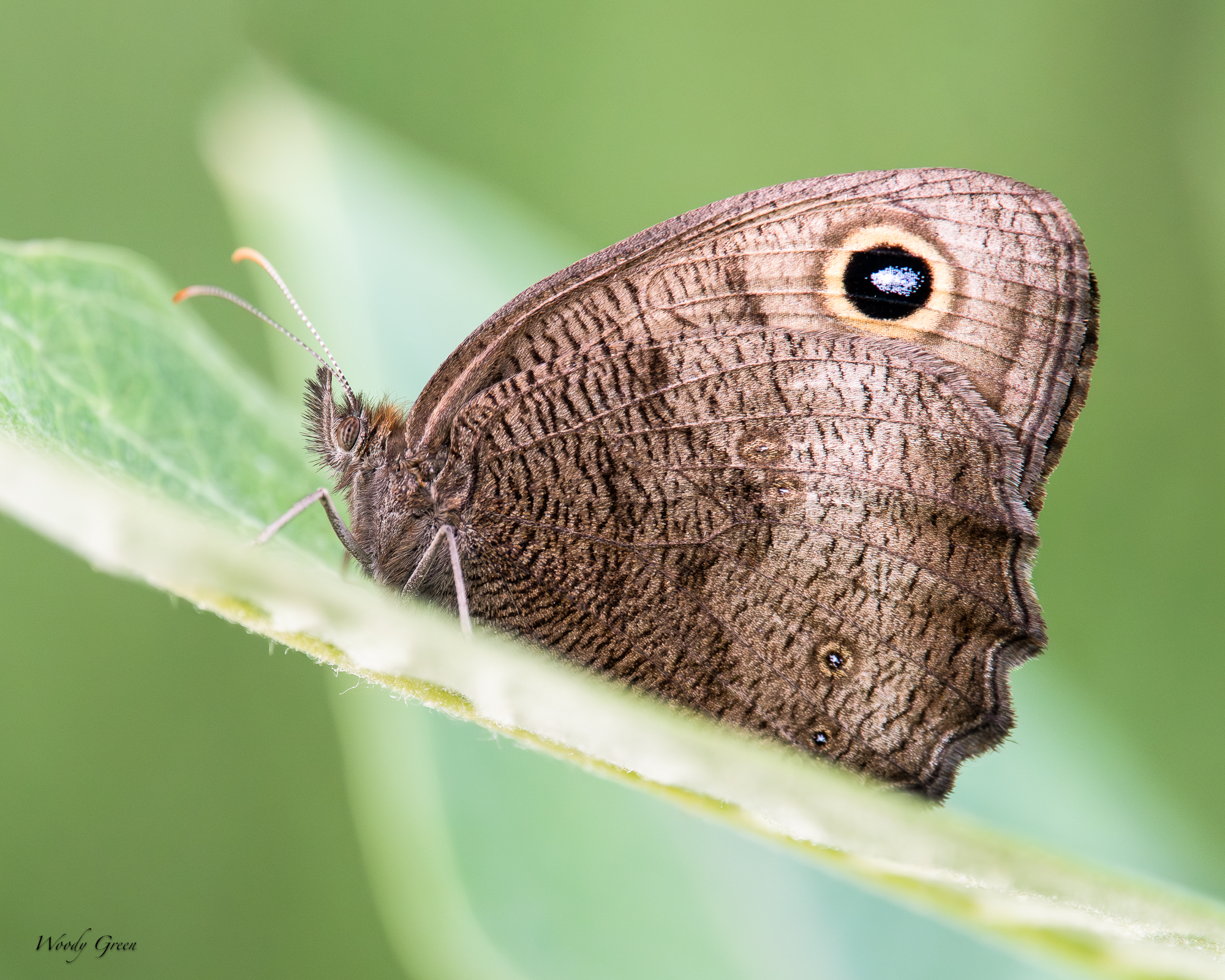 Butterfly-240.jpg