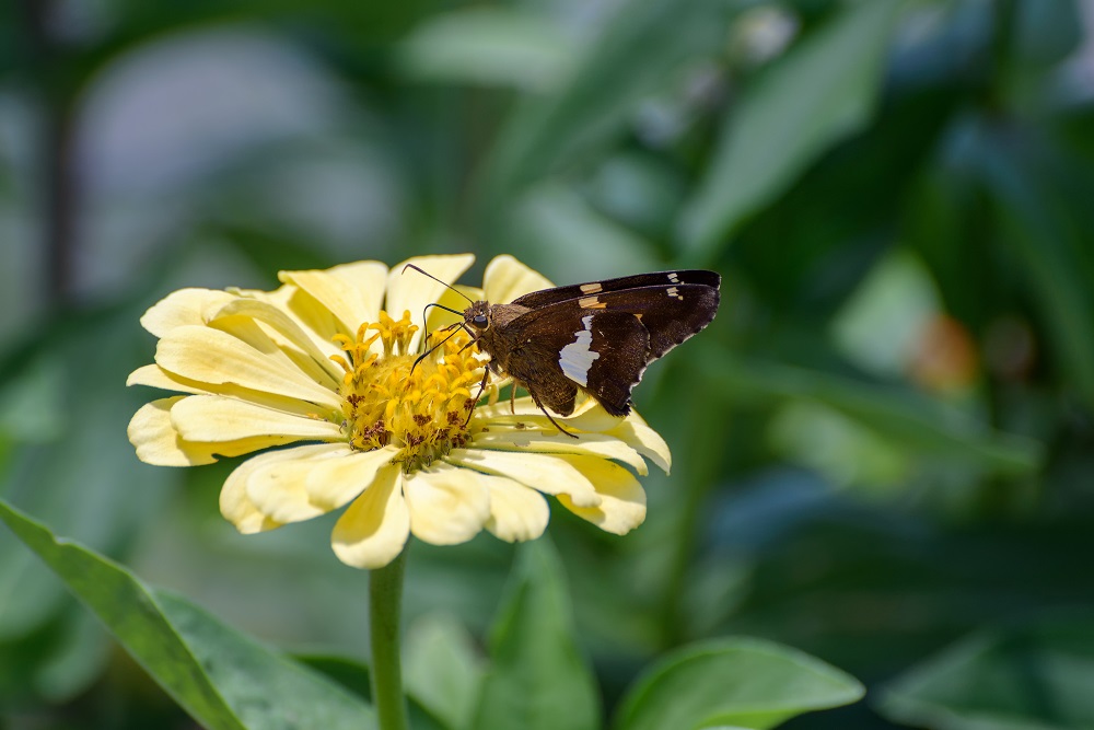 butterfly--3.jpg