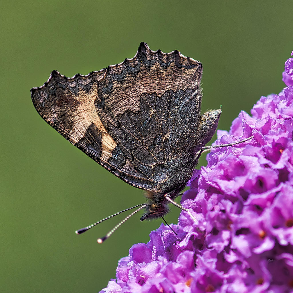Butterfly-3.jpg