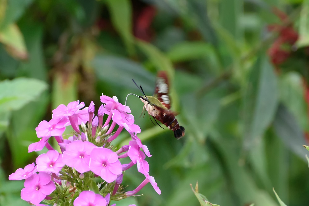 butterfly--4.jpg