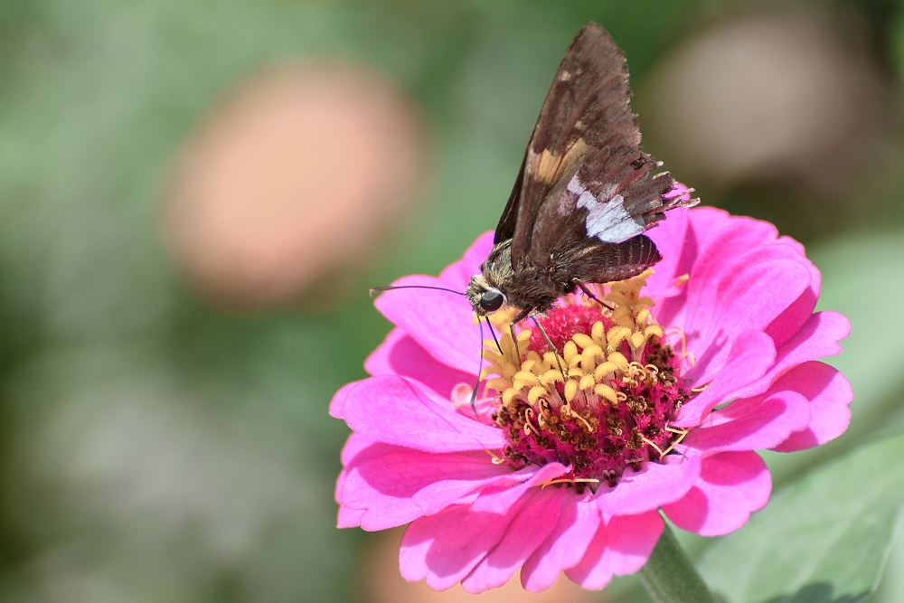 butterfly--5.jpg