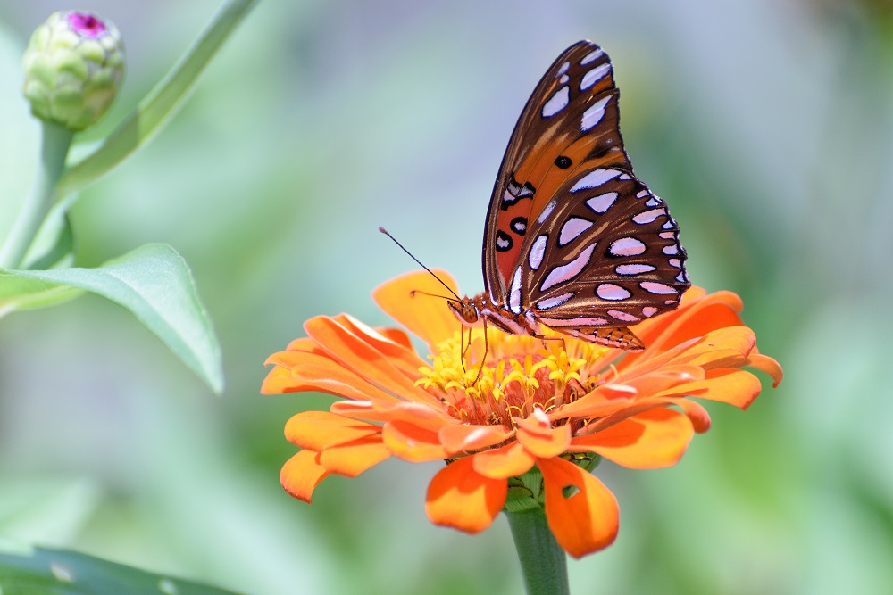 butterfly--6.jpg