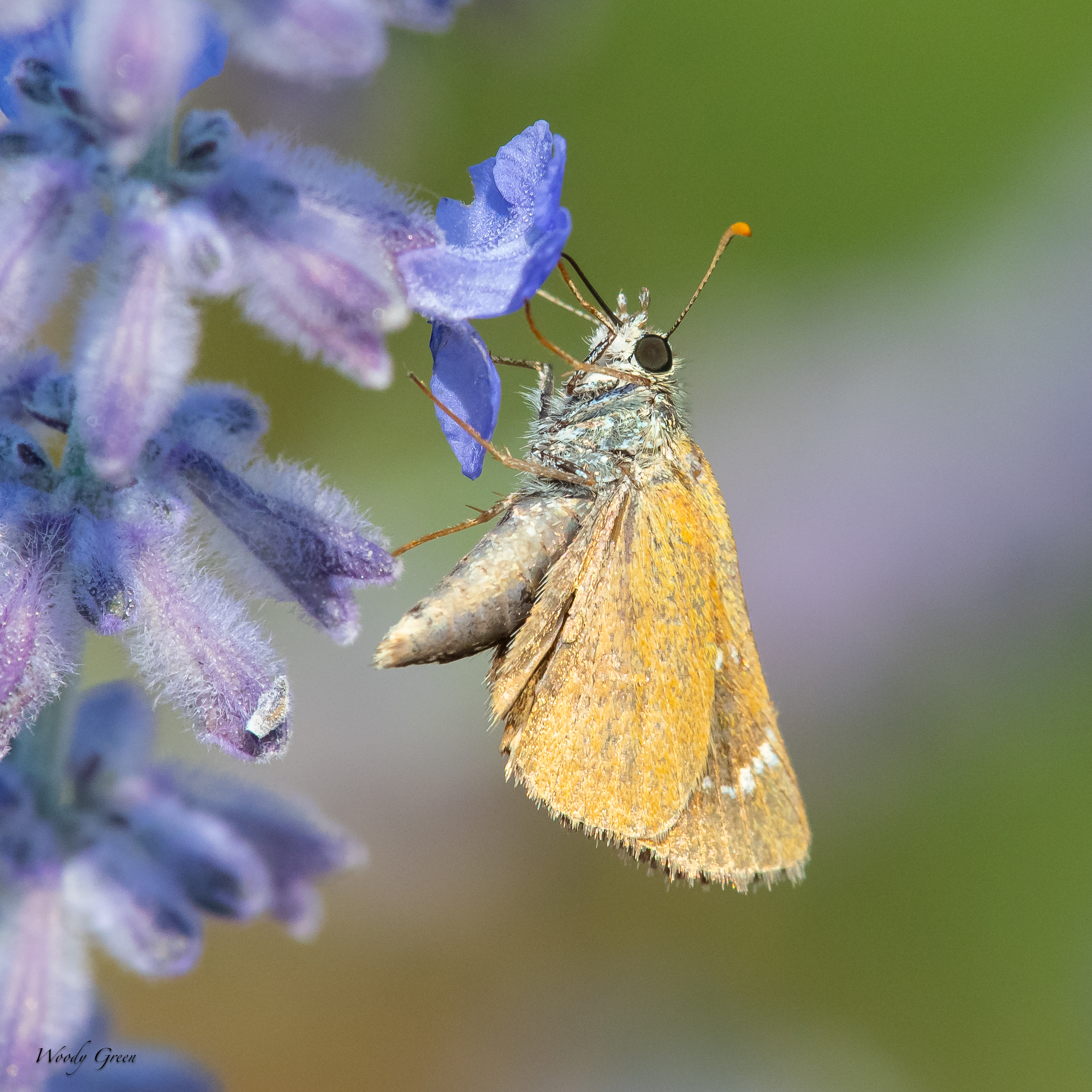 Butterfly-67.jpg