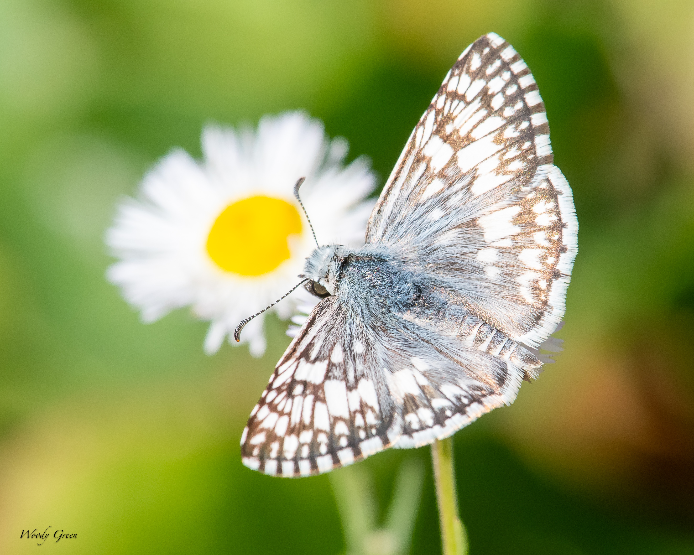 Butterfly-68.jpg