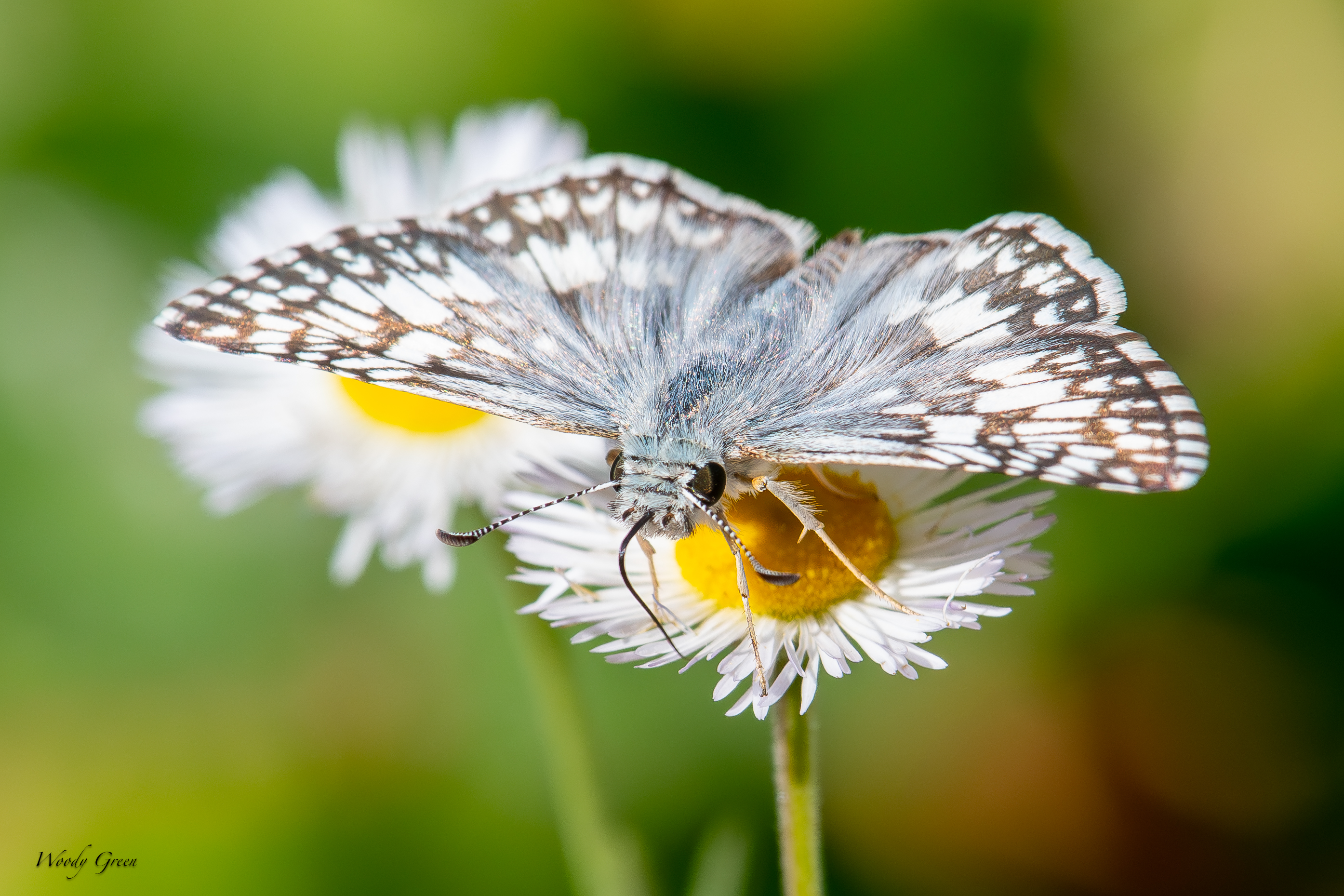 Butterfly-69.jpg