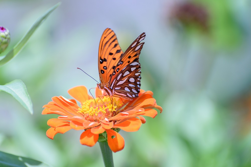 butterfly--7.jpg