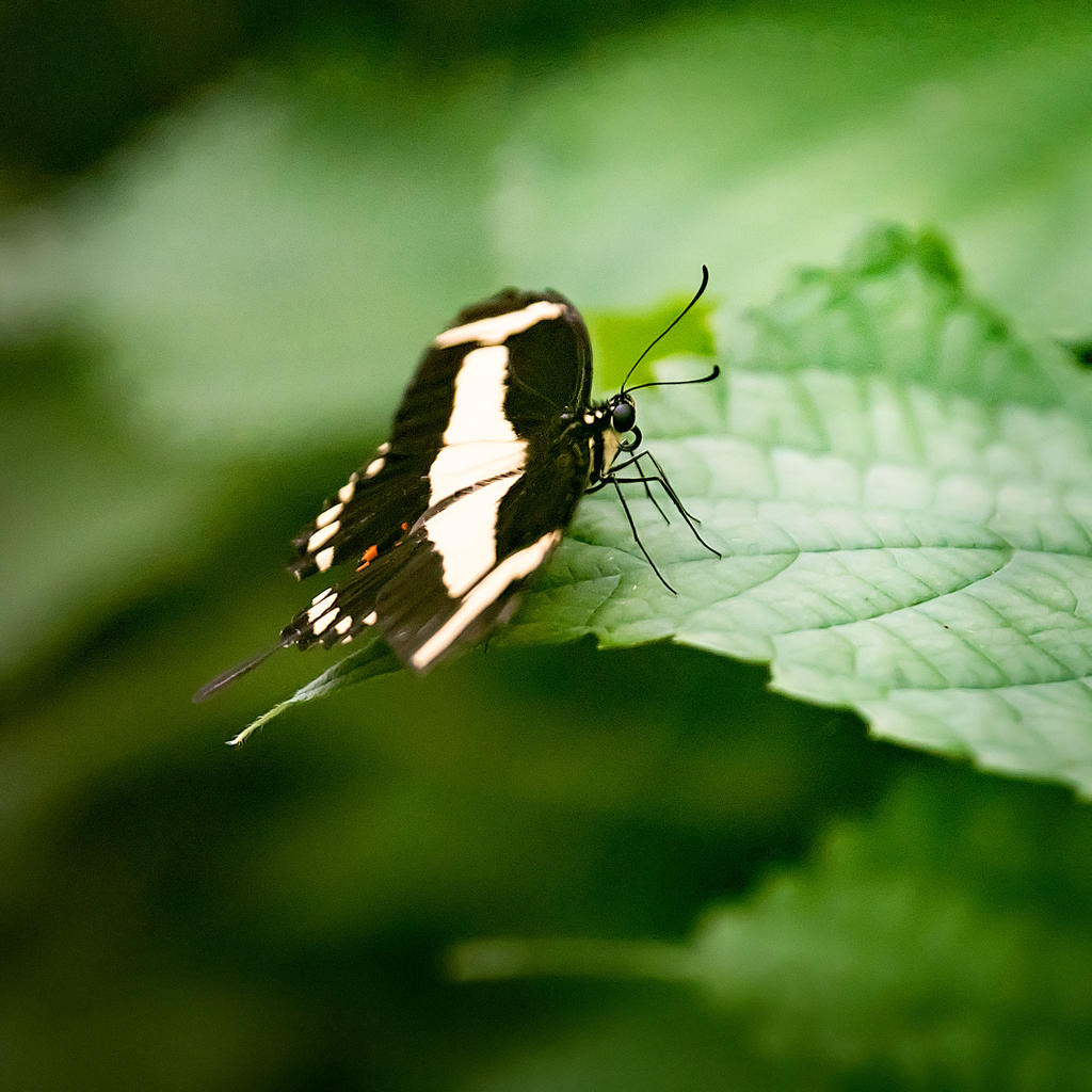 Butterfly-8.jpg
