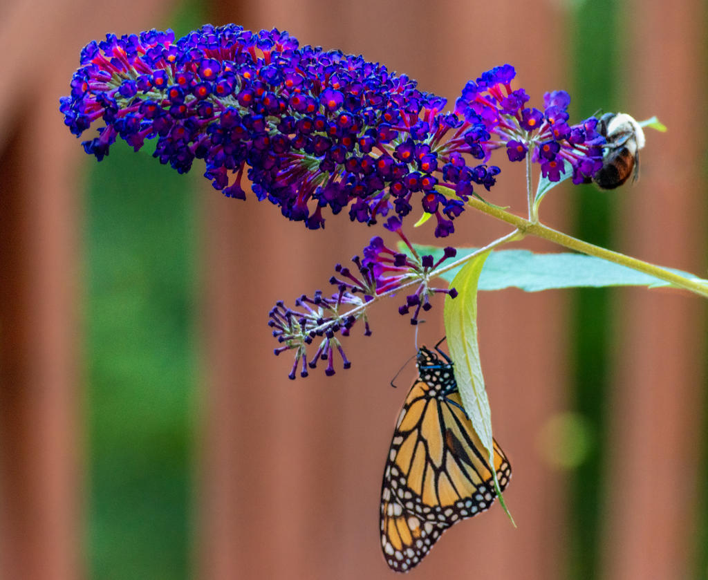 Butterfly and Bee 1-1.jpg