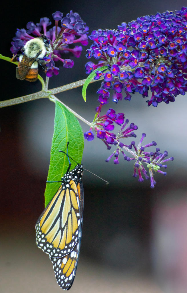 Butterfly and Bee 2-1.jpg