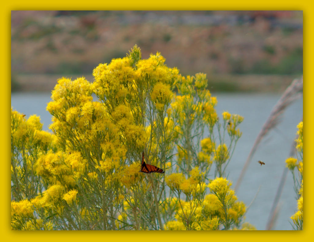 Butterfly and Bee.jpg