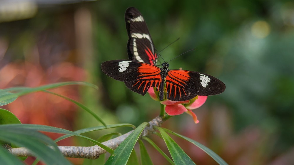 Butterfly gardens,Gainsville,FL--5.jpg