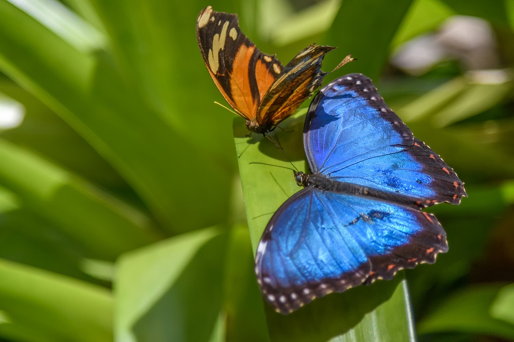 Butterfly gardens,Gainsville,FL--6.jpg