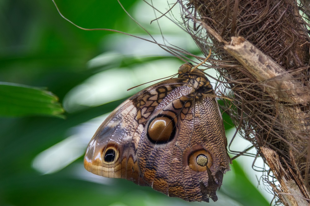 Butterfly gardens,Gainsville,FL--7.jpg