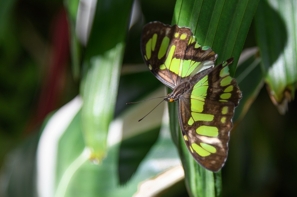 Butterfly gardens,Gainsville,FL--9.jpg