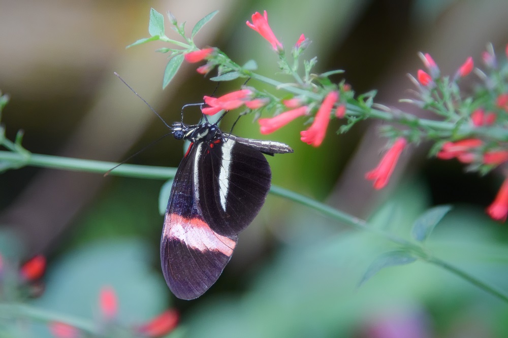 Butterfly gardens,Gainsville,FL-.jpg