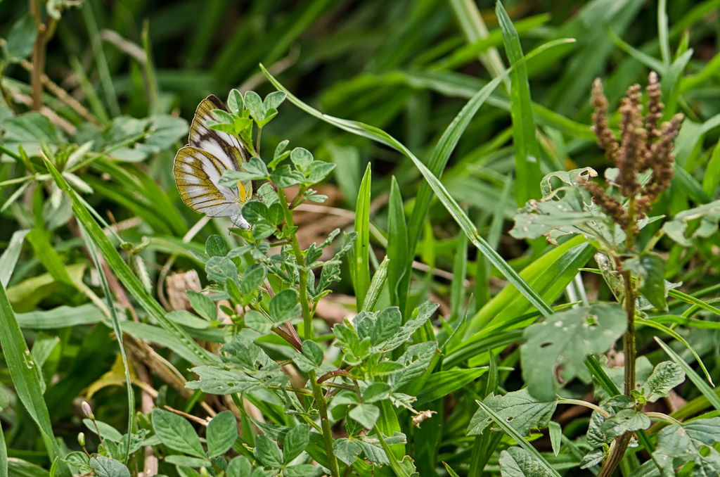 butterfly-grass-1.jpg