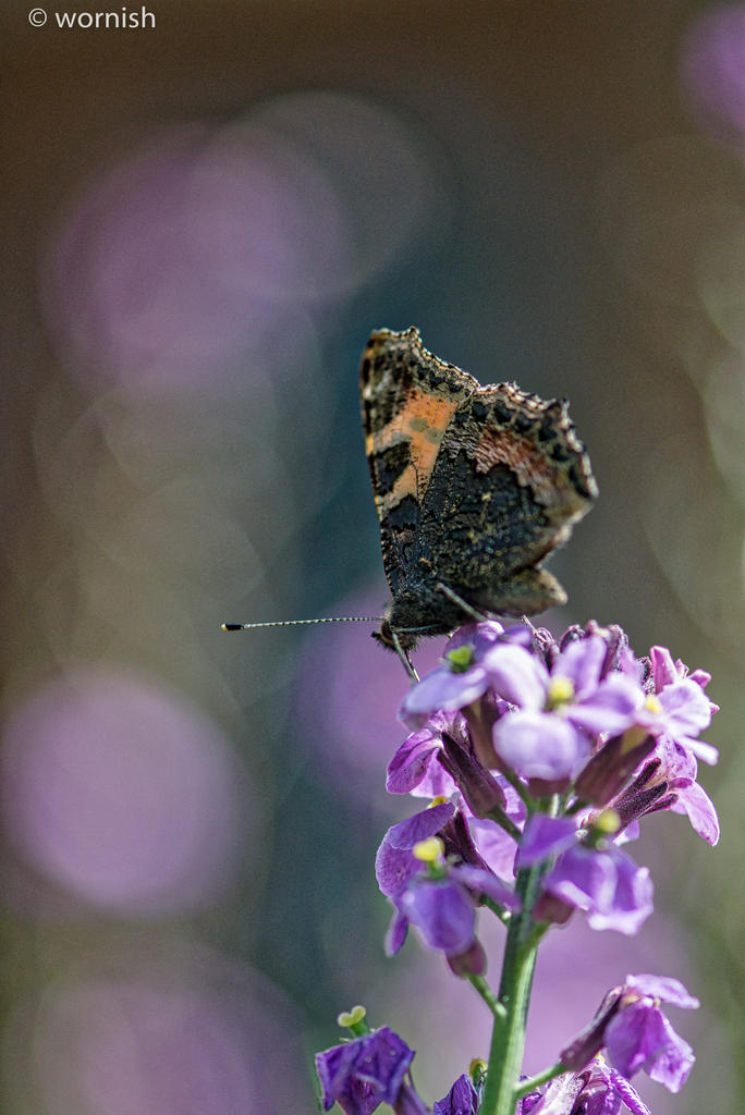 Butterfly.jpg