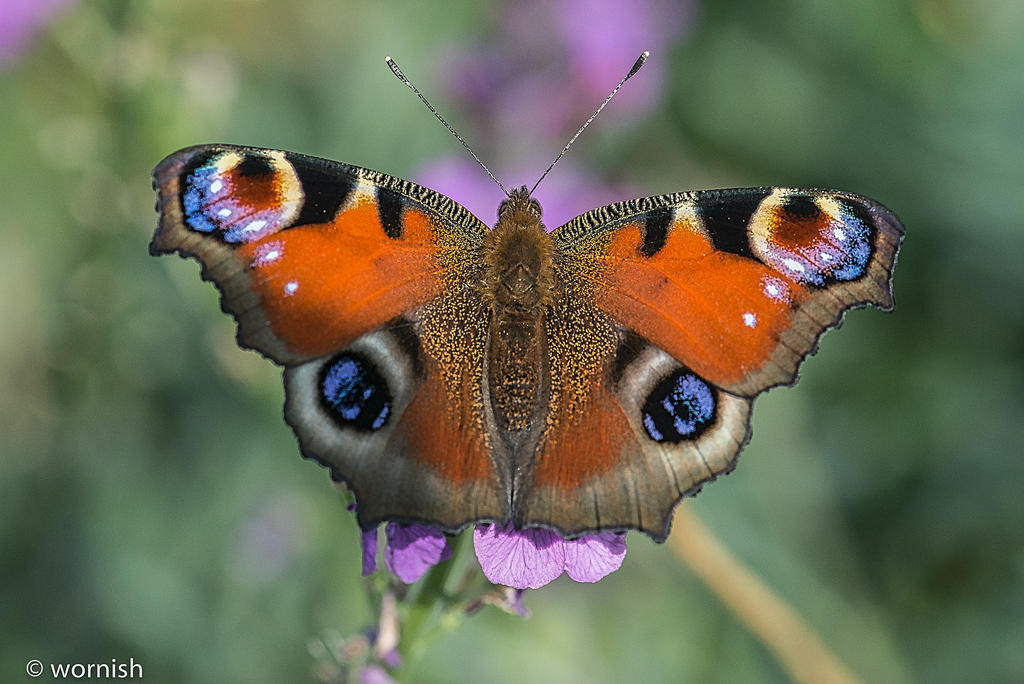 Butterfly.jpg
