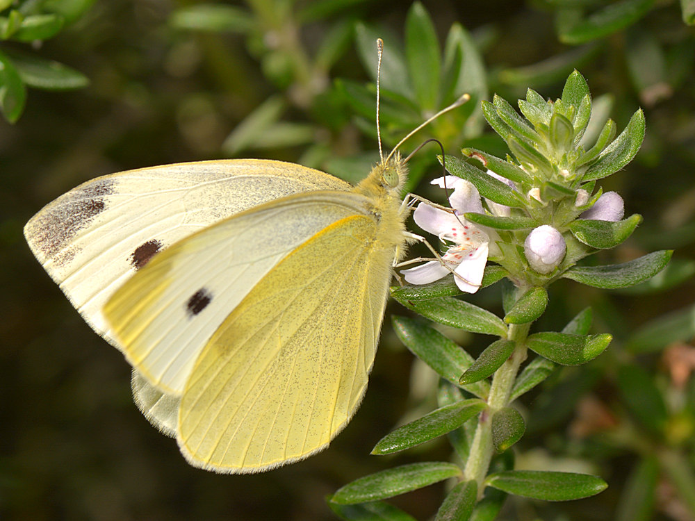 Butterfly.jpg