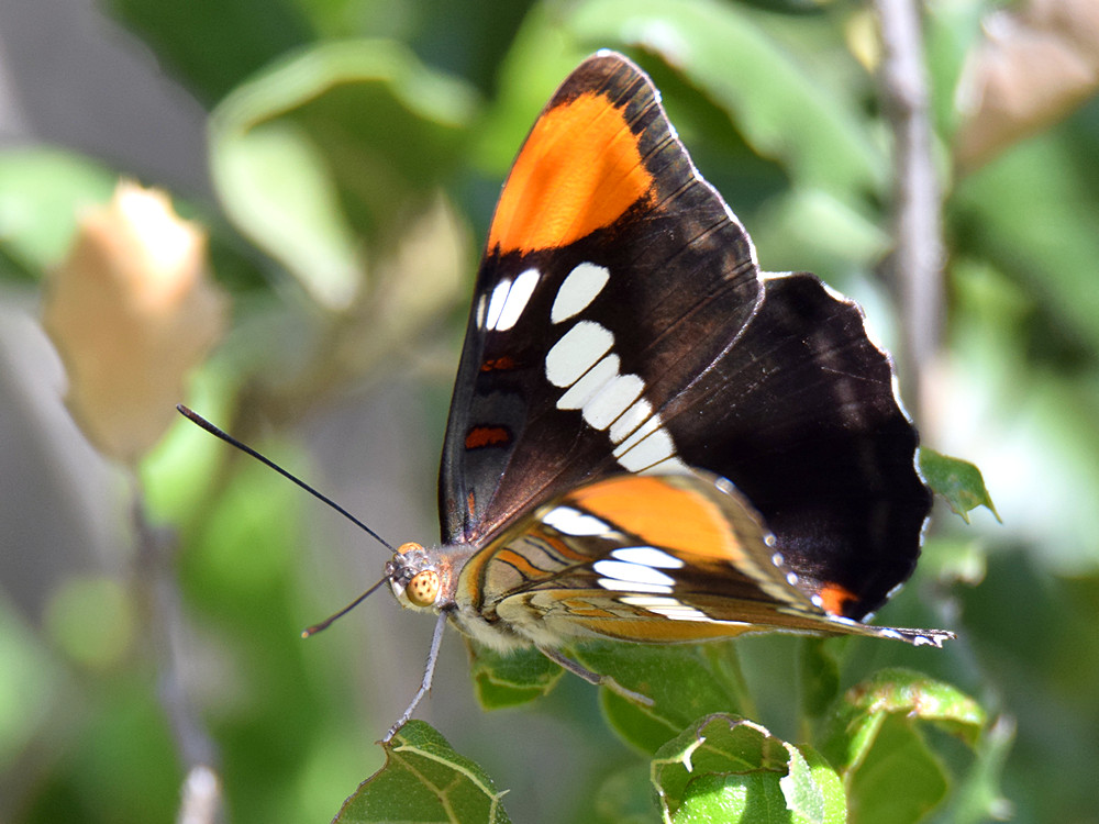 Butterfly.jpg