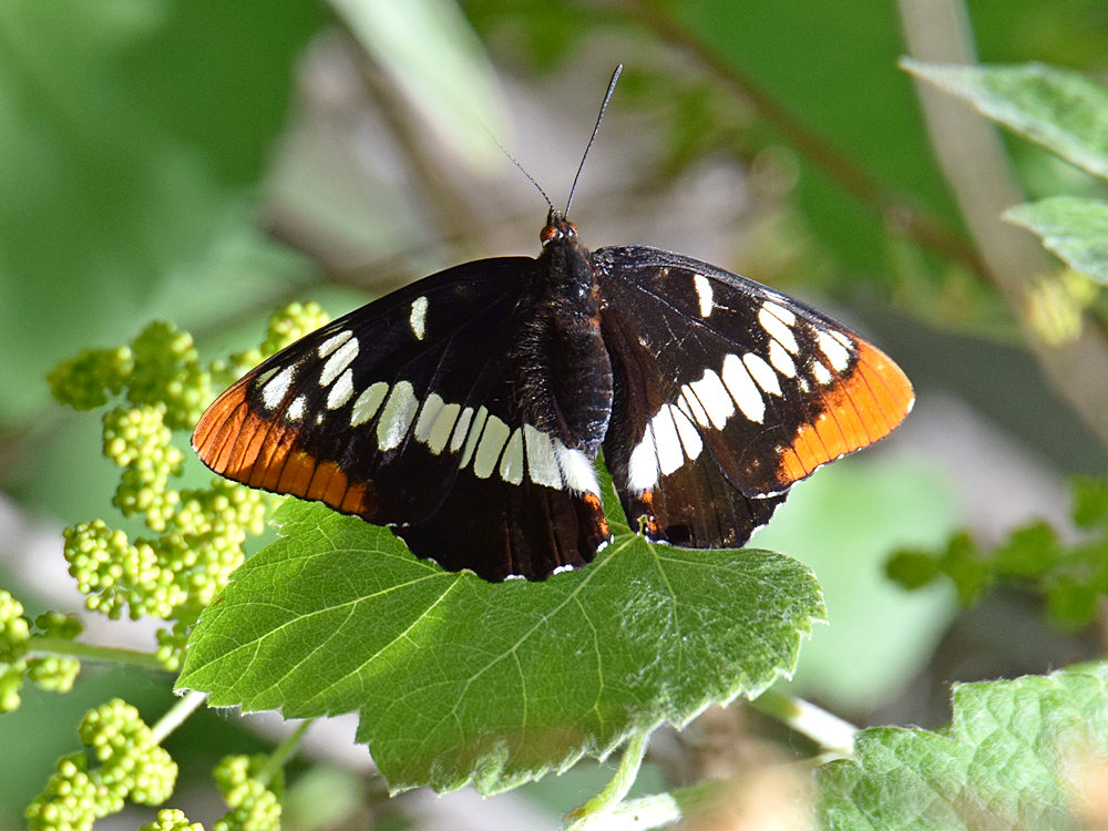 Butterfly.jpg