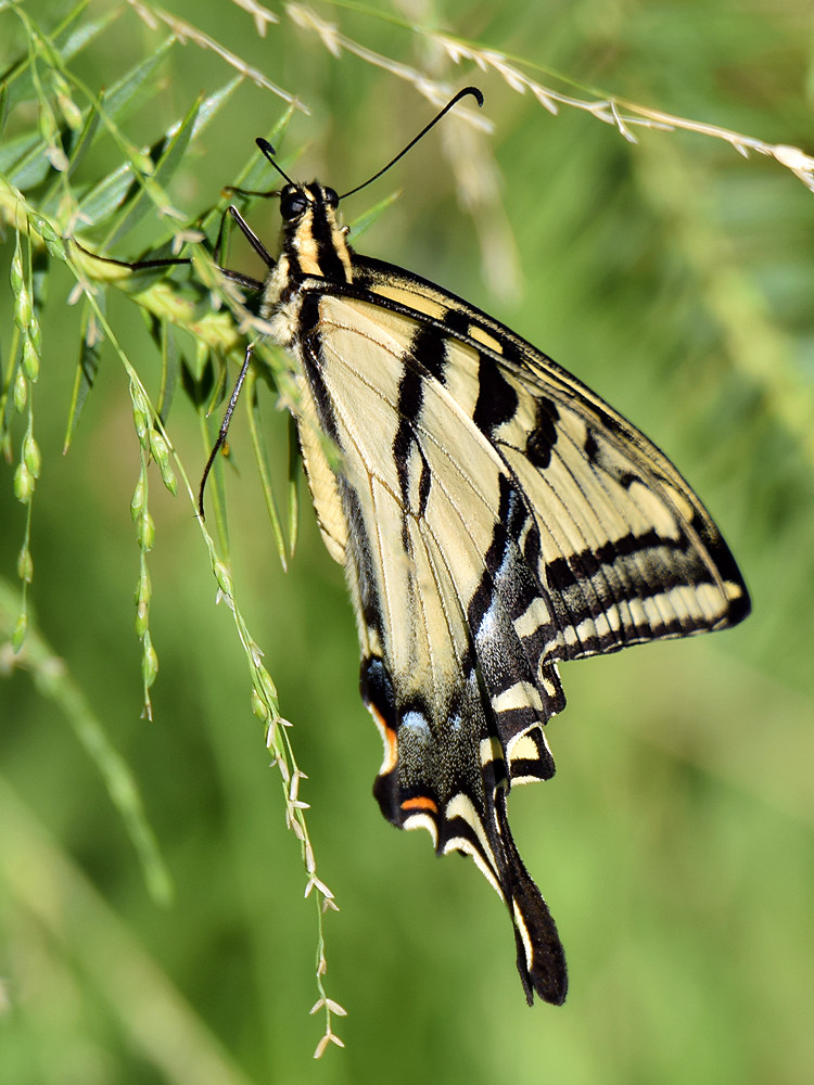 Butterfly.jpg