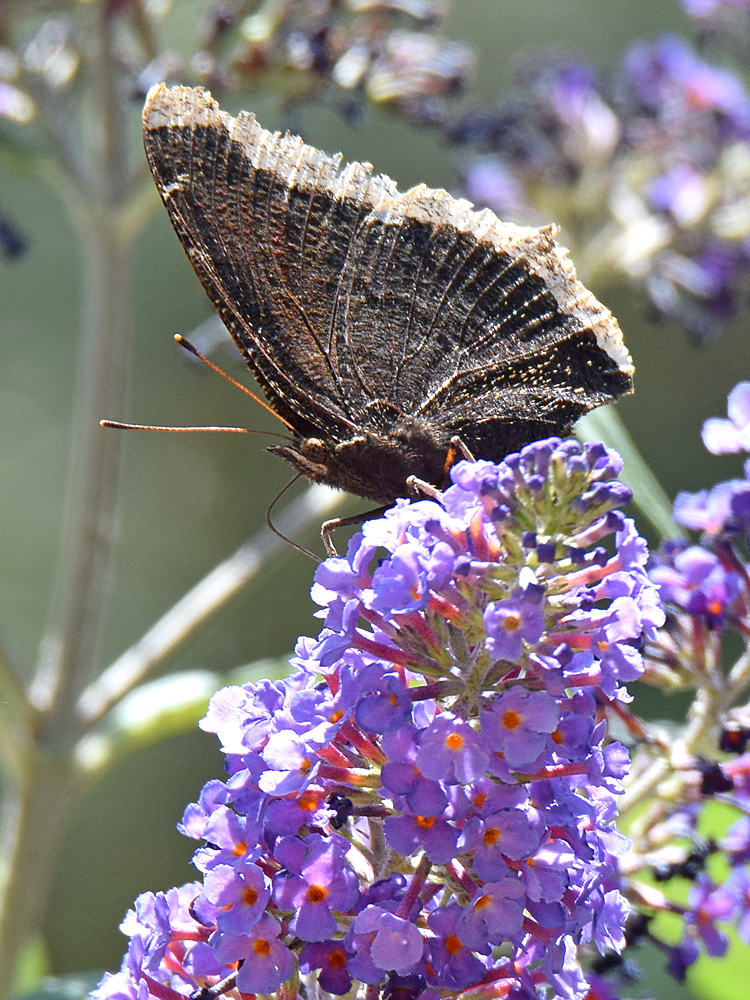 Butterfly.jpg