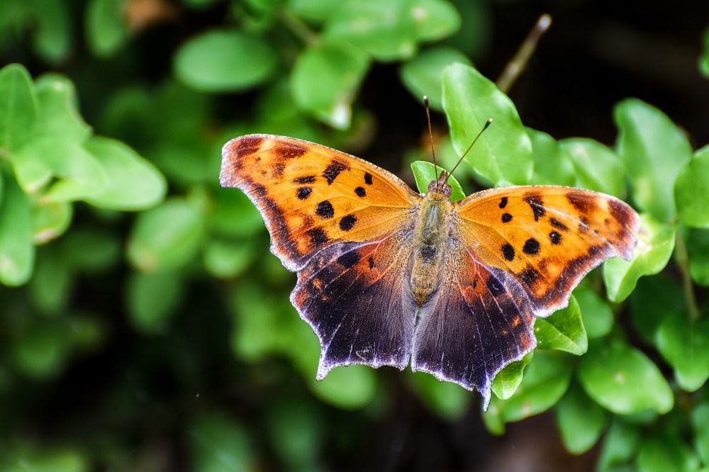 Butterfly-.jpg
