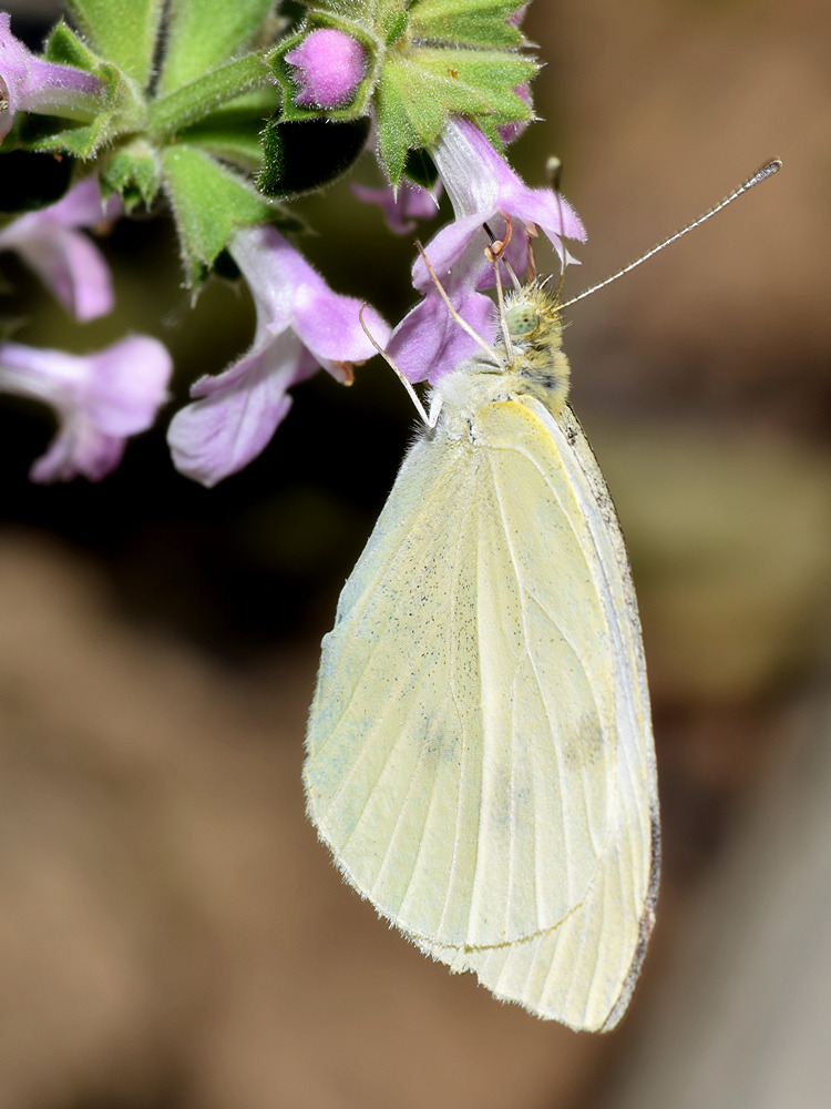 Butterfly.jpg