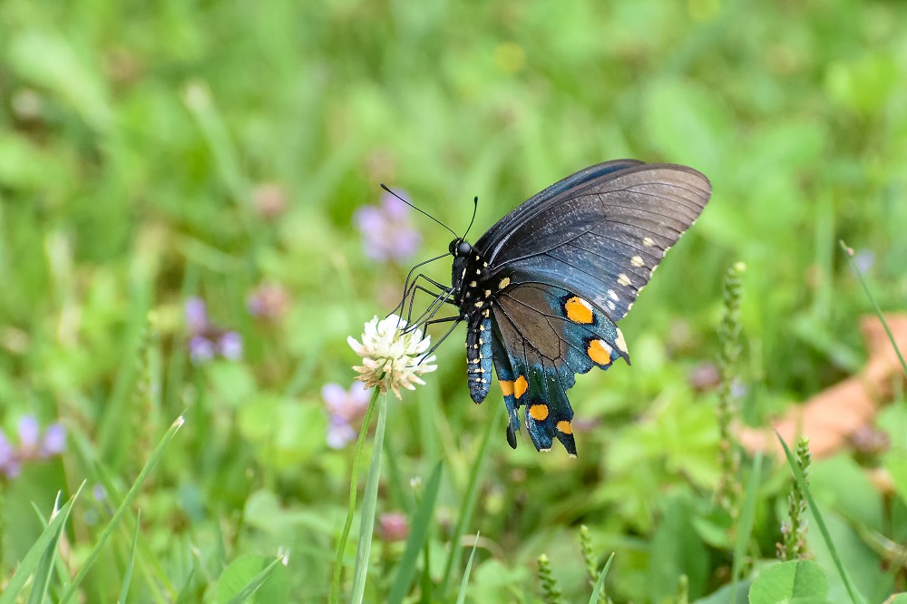butterfly-.jpg