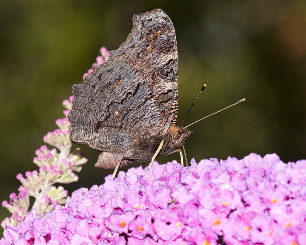 Butterfly.jpg