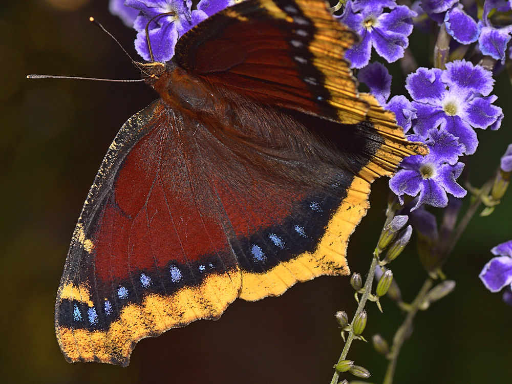 Butterfly.jpg