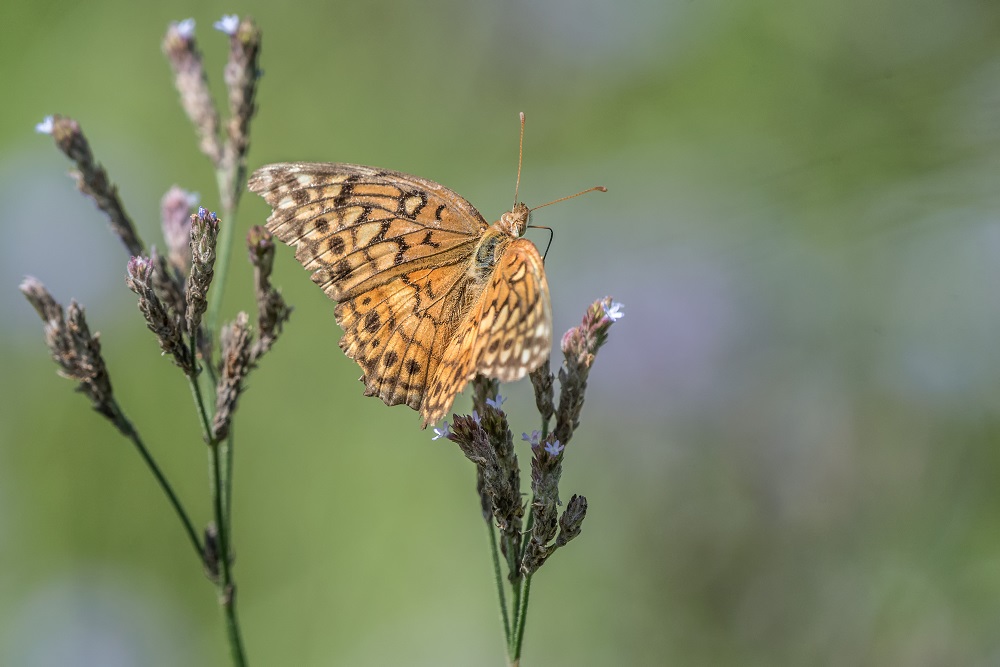butterfly.jpg