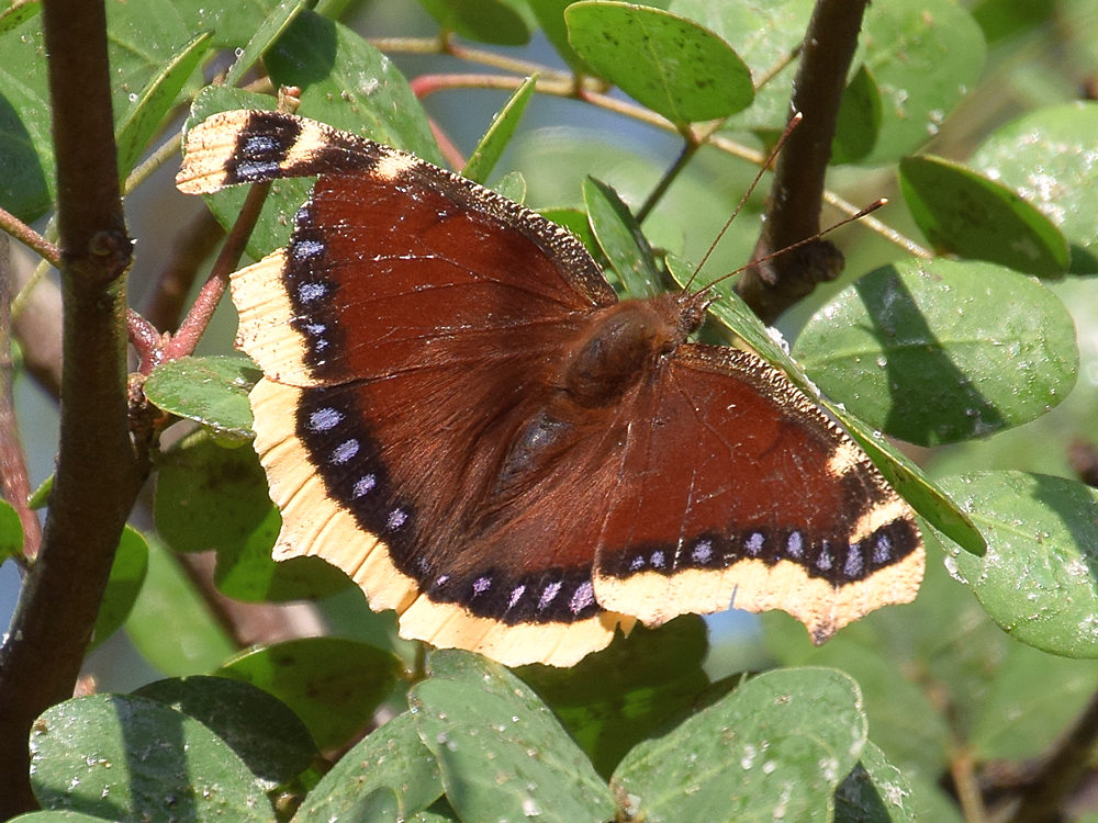 Butterfly.jpg
