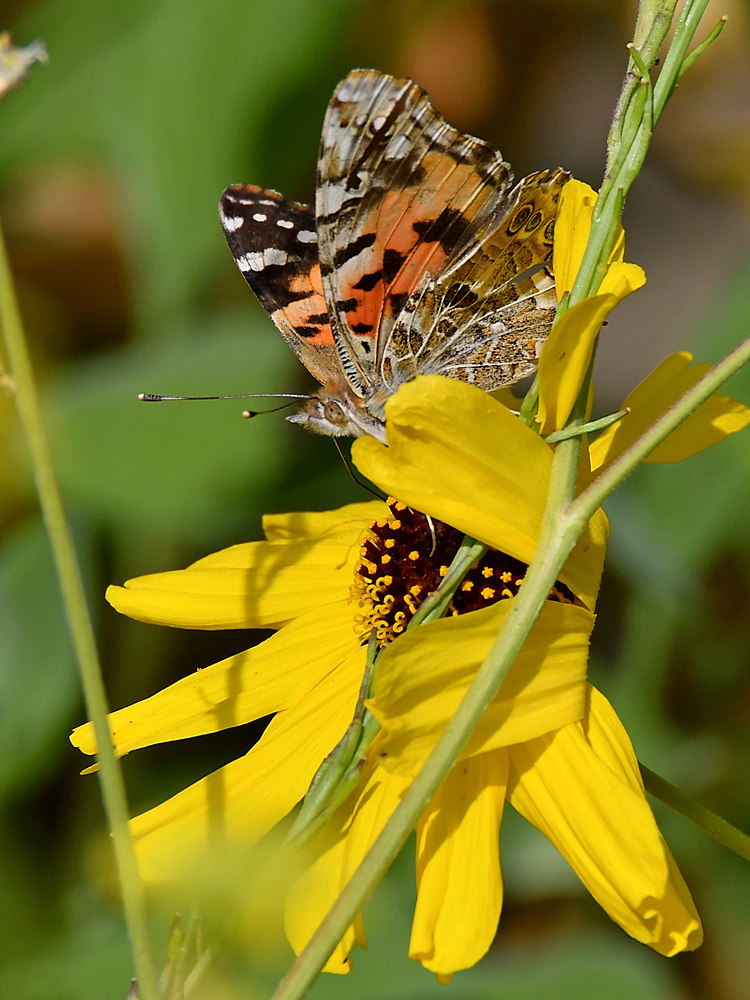 Butterfly.jpg