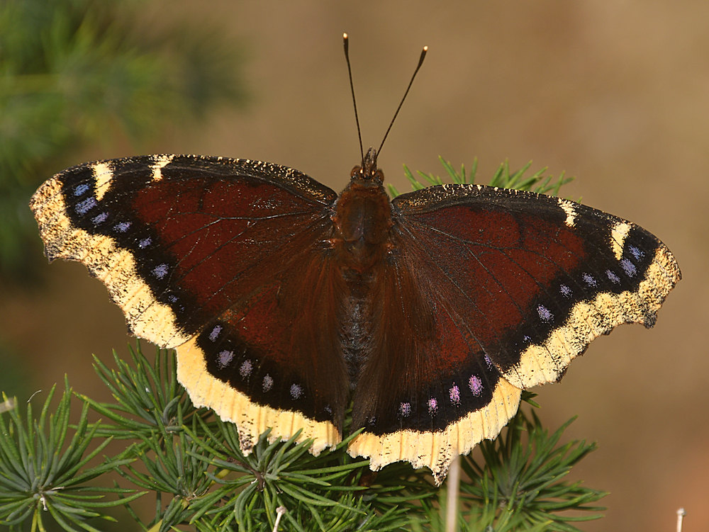 Butterfly.jpg