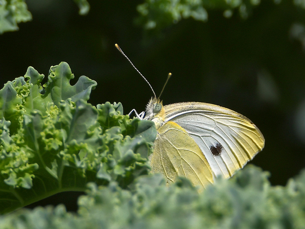 Butterfly.jpg