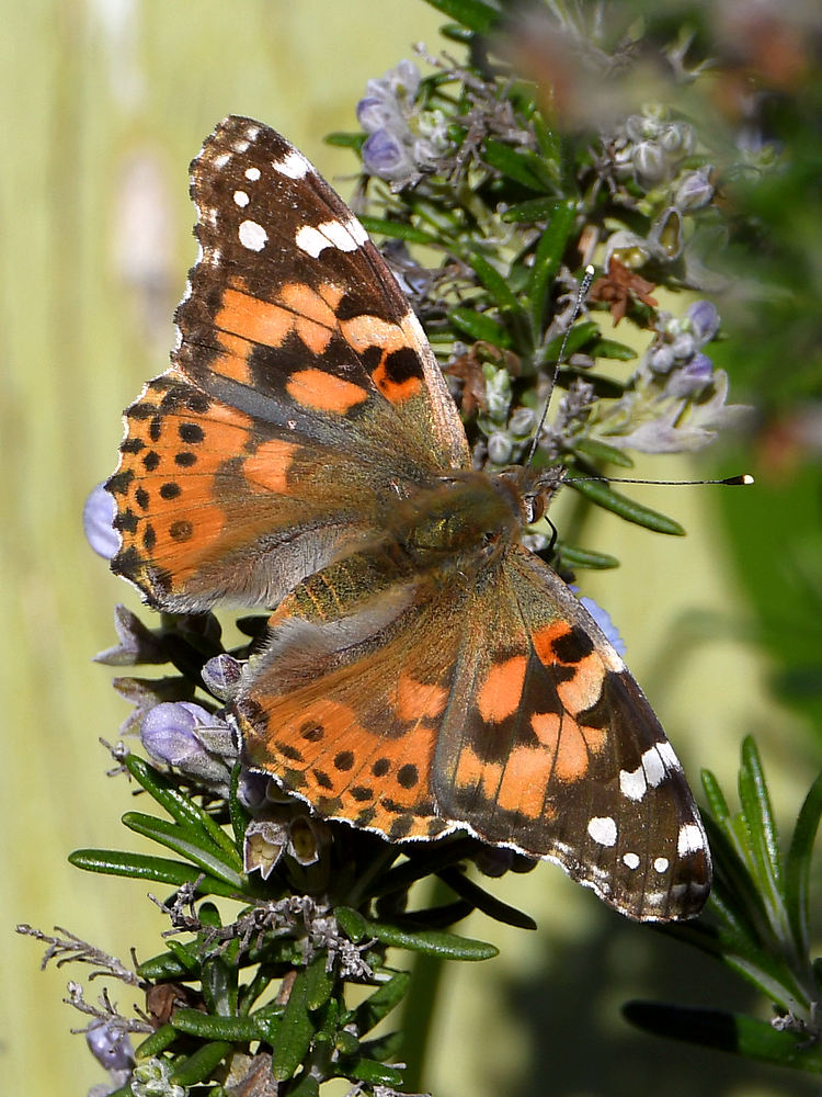 Butterfly.jpg