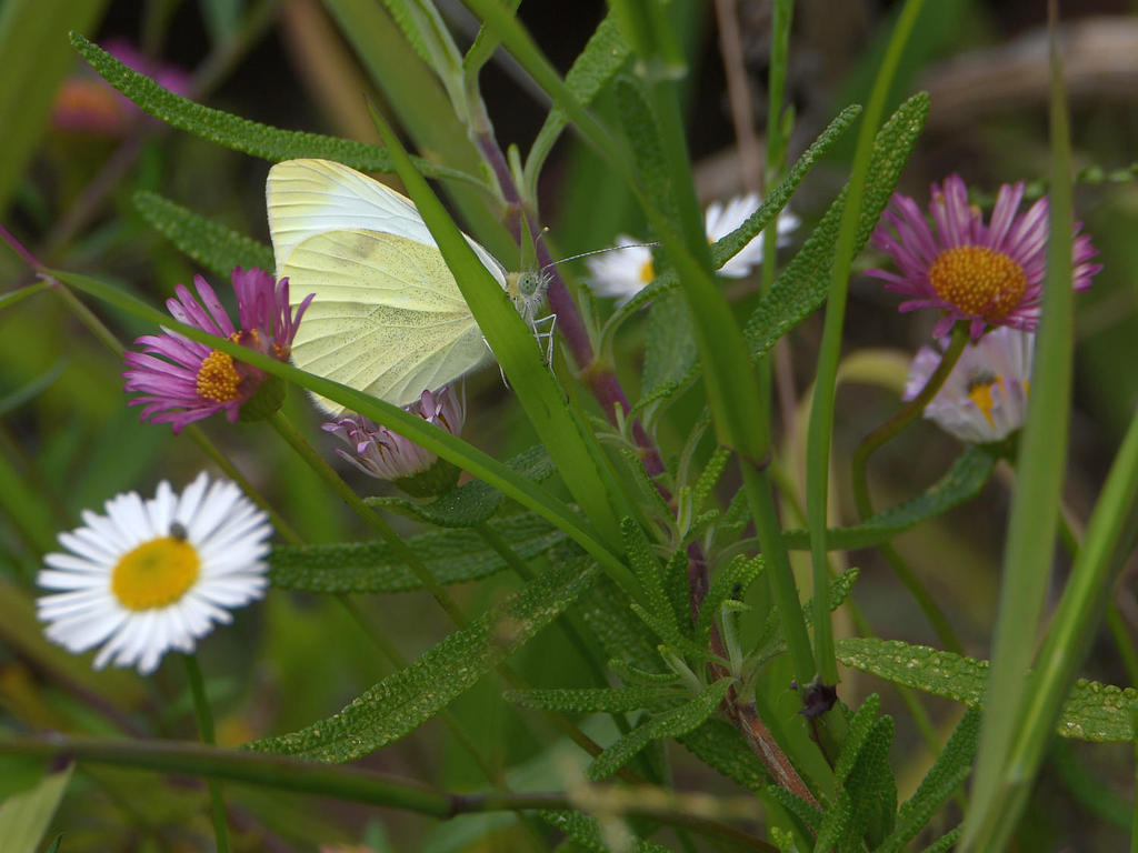 Butterfly.jpg