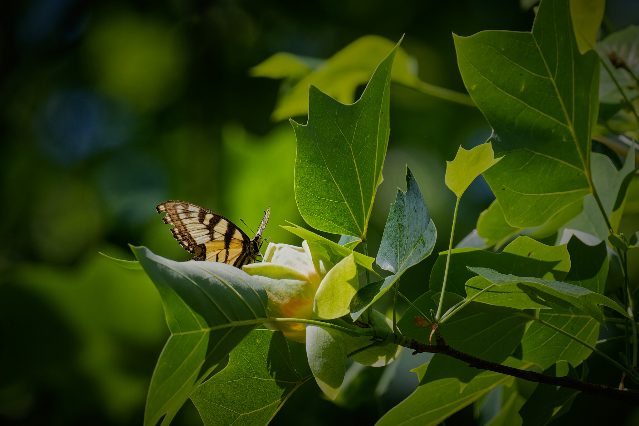 Butterfly.jpg
