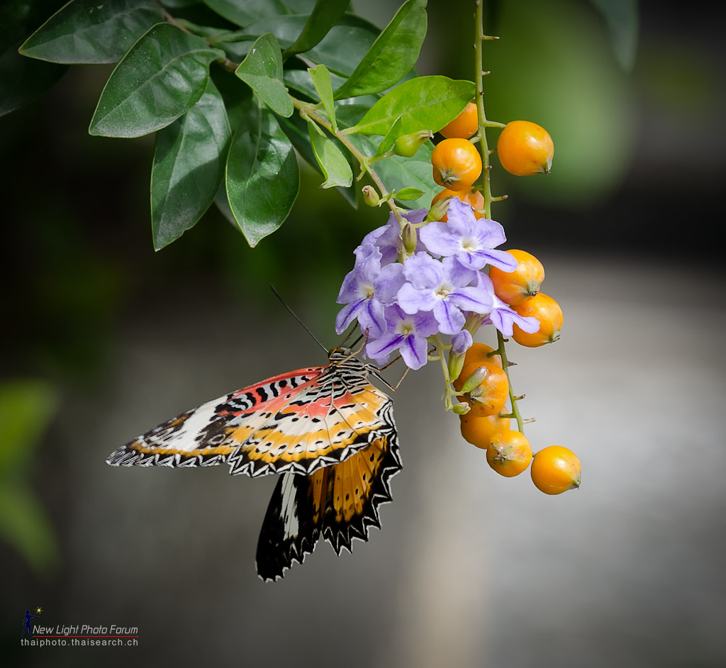 butterfly.jpg