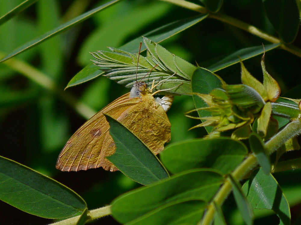 Butterfly.jpg