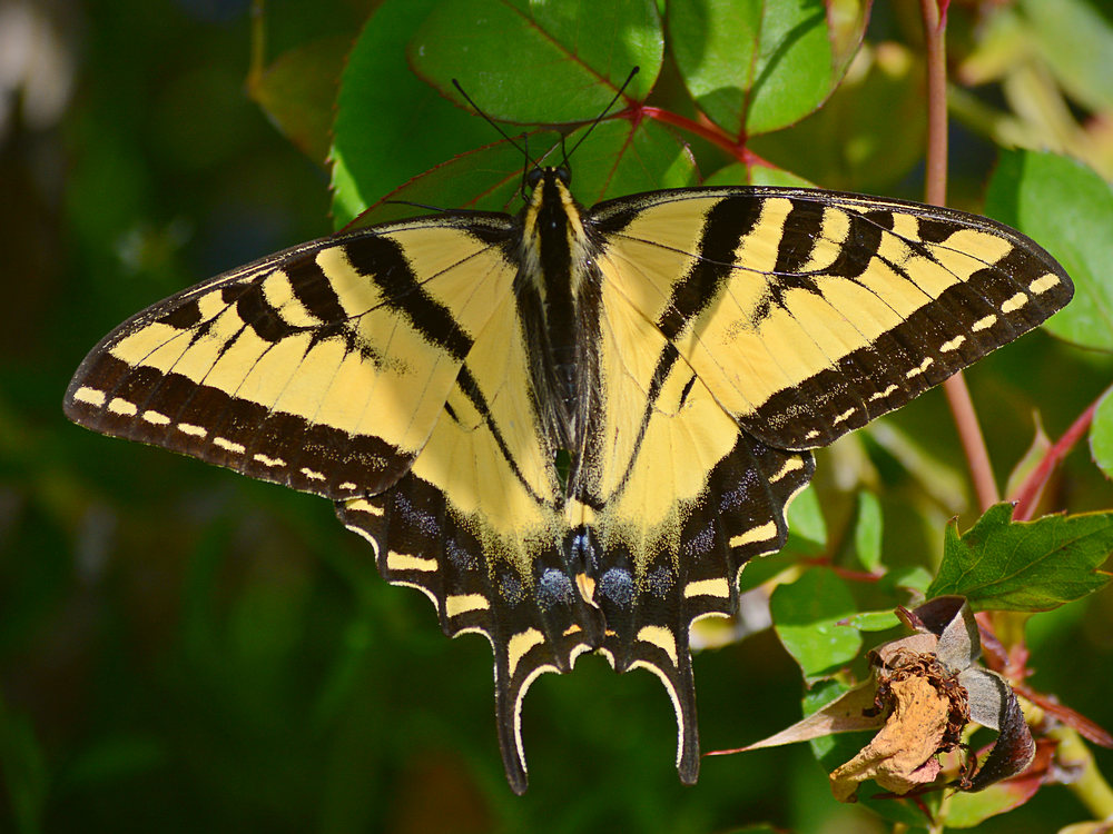 Butterfly.jpg