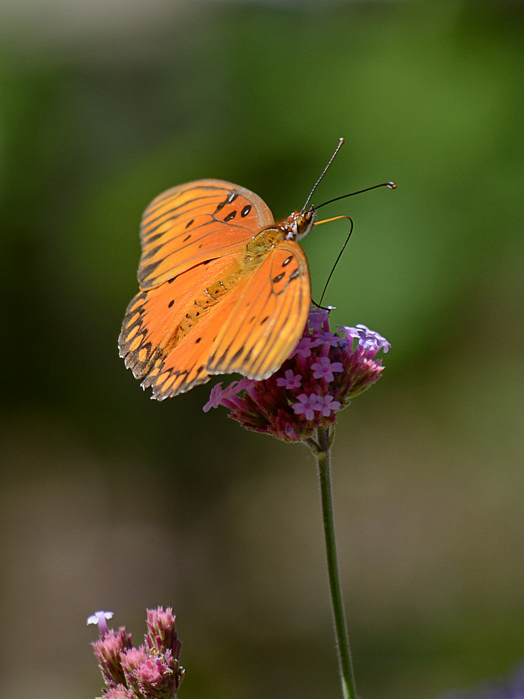 Butterfly.jpg